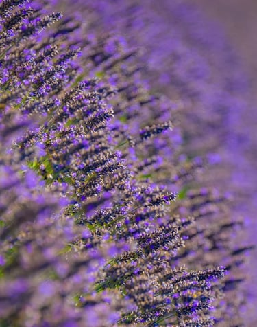 ThetaHealing mokymai Augalai - gėlių pieva