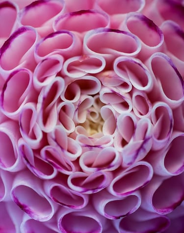 ThetaHealing mokymai DNR3 - gėlės žiedas