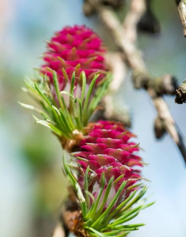 ThetaHealing mokymai Gimininga siela - rausvi kankorėžiai