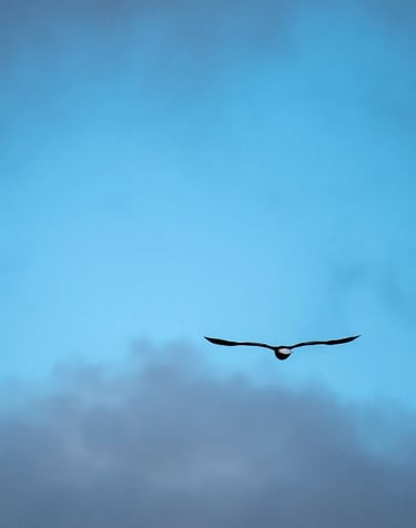 ThetaHealing mokymai Gyvūnai - paukštis danguje