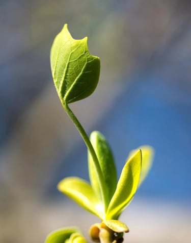 ThetaHealing mokymai Intuityvi anatomija - augalo daigas