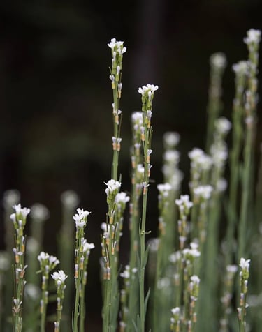 ThetaHealing mokymai Ligos ir sutrikimai - žydinčios gėlės