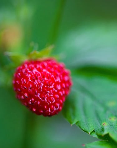 ThetaHealing mokymai Meilė sau - žemuogė