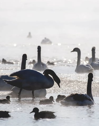 ThetaHealing mokymai Tu ir tavo vidinis ratas - paukščių pulkas vandenyje