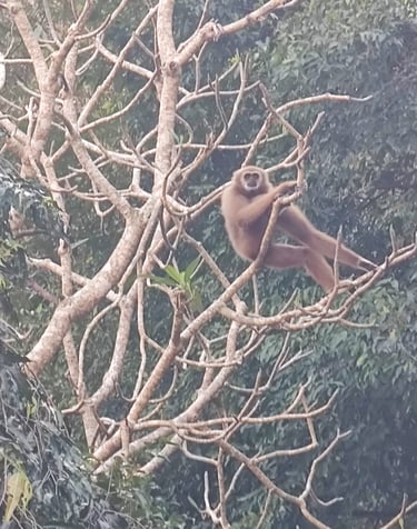 Gibbon, Chumphon