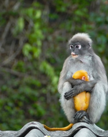 Les Langurs, singes à lunettes, Chumphon
