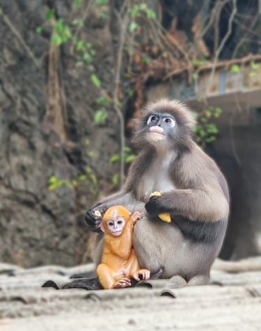 Les Langurs, singes à lunettes, Chumphon