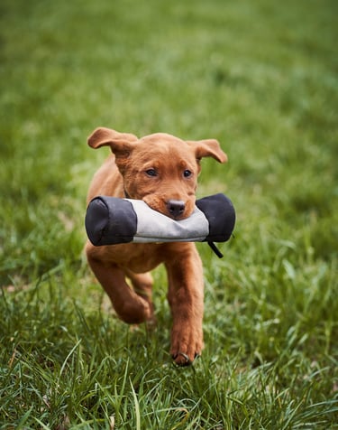 Berger australien, staffie, chiots, éducation canine, comportementaliste canin, seine et marne 77