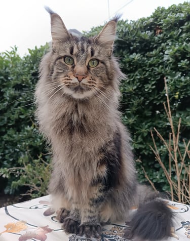 Majestic Maine Coon cat with long tabby fur and tufted ears sitting outdoors.