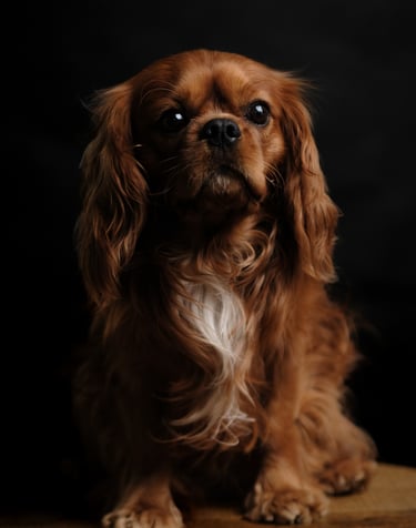 a dog sitting on a table with a black background