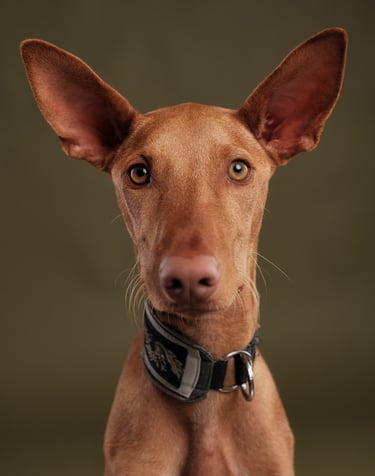 a dog is looking at the camera and a dog is looking at the camera