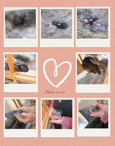 Pictures of Sunny and Parsley's First Litter