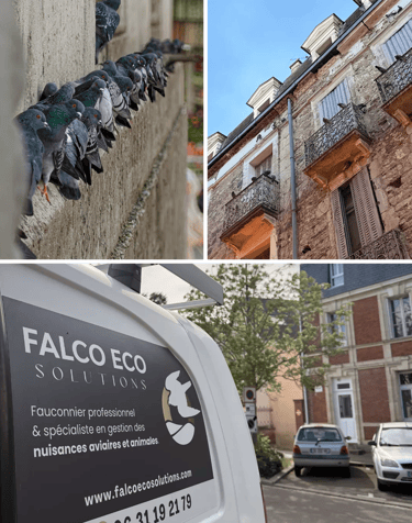 Ensemble de photos prises en intervention de dépigeonnage partout en France