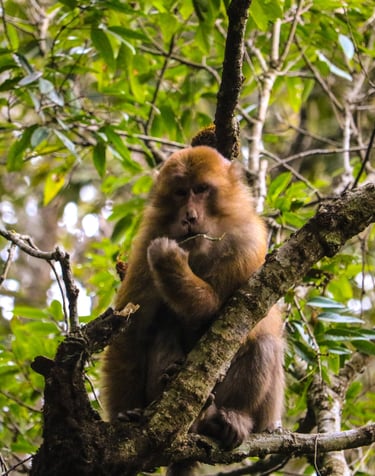 1 day hike, short hike, kathmandu, nepal, jamacho gumba