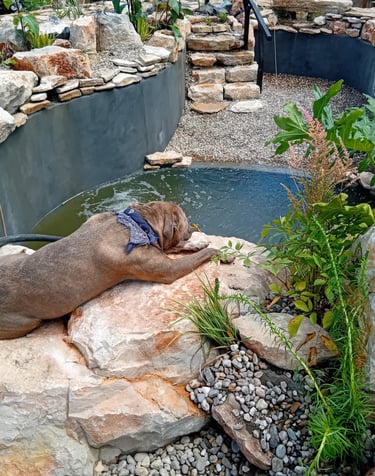 Charlie the pit bull on limestone waterfall rock beside natural pool with wood railing | Aqua Vitae