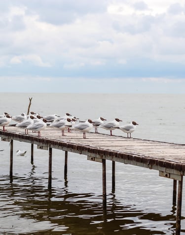 A flock of seagulls perched on a rustic wooden pier over calm ocean water under a cloudy sky.