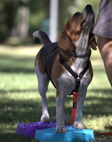 perro beagle en una clase de entrenamiento