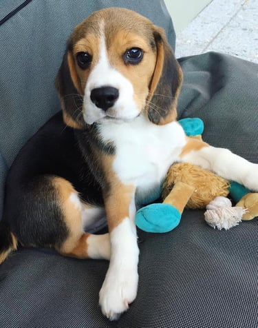 Beagle-Welpe stehend