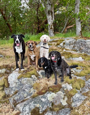 Picture of happy dogs hiking