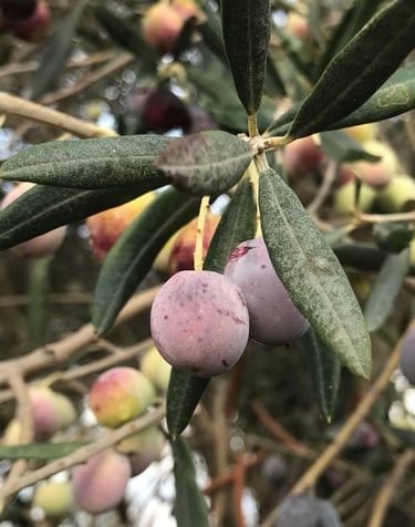 Huile d'olive direct producteur - Villa Port Olivier - Villa à louer en Grèce - île de Lesbos