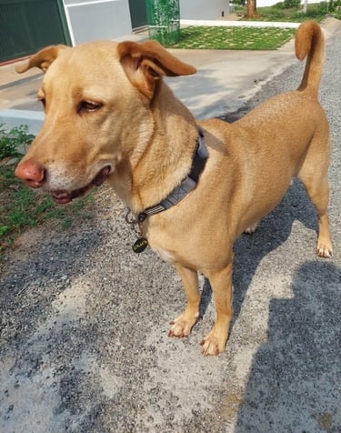 Dog Messi wearing Purr Pet Tag