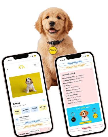 Purr Tag on dog collar with app screenshot