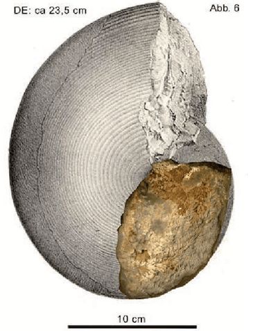 Reconstruction of the shell size of Sturia brandti n. sp.