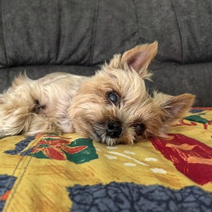 small dog resting on dark grey sofa