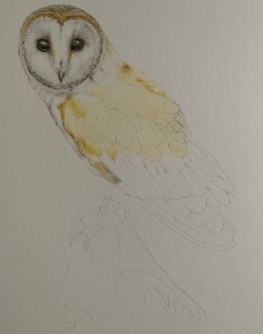 Owl portrait