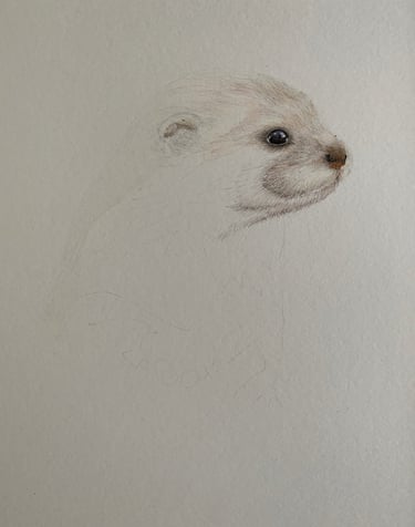 Otter