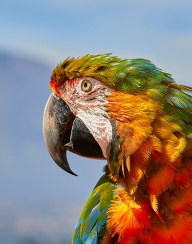 GORIGO Mundomar a parrot bird with a colorful parrot in the background
