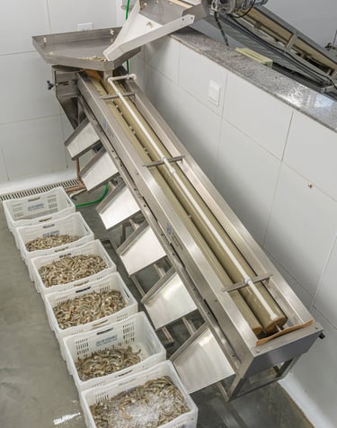 classificação do camarão do sol