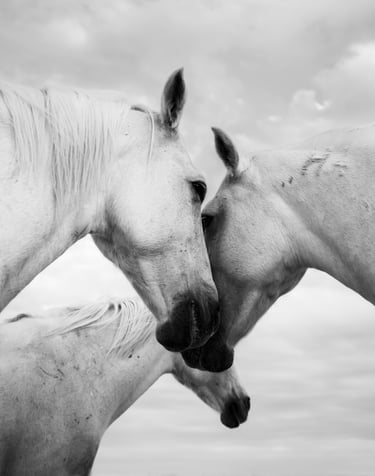 ethereal horse movement fine art photography Laura Mommicchi
