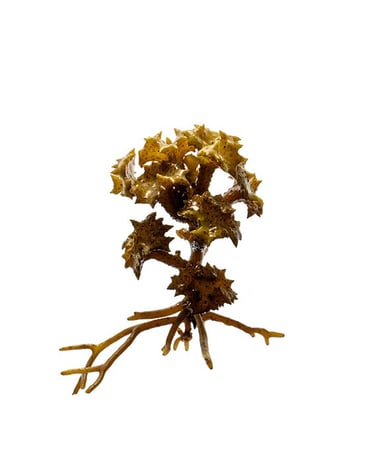 Wallis Seaweeds