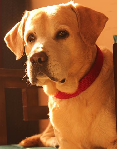 Dog Boarding, Dog Boarding near me, Pet Boarding, Pet Boarding near me, Dog Care, Happy Pettings