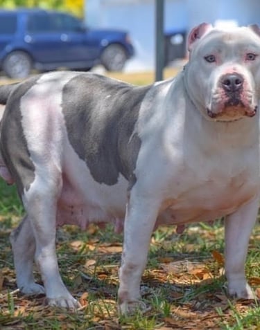 XL PITBULLS, XL AMERICAN BULLIES, TITANIUM KILO KENNELS