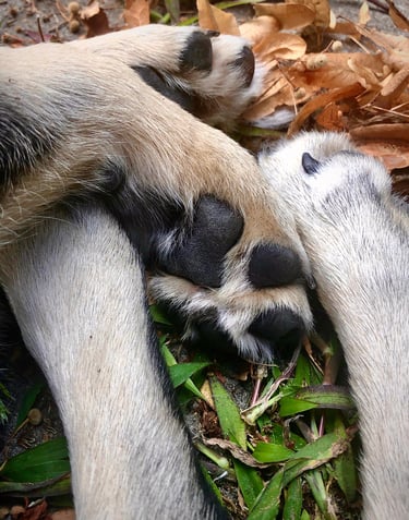 Pfoten von Welpe bei Pfotenbande Hundetraining