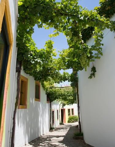 Image showcasing grape bushes lining the streets of Jerez de la Frontera at the acclaimed Pettersen Brandy's wine Bodega.