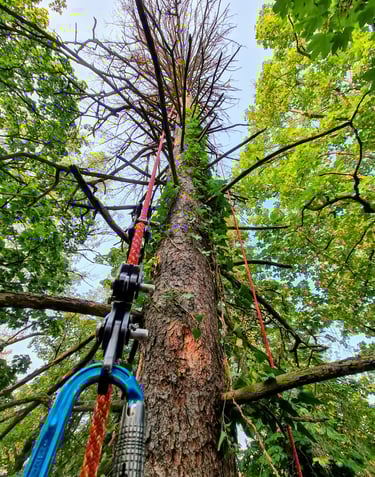 Démontage d'un gros épicéa sec