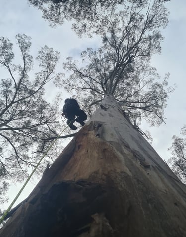 Grimpe d'un eucalyptus de 65 mètres en Australie