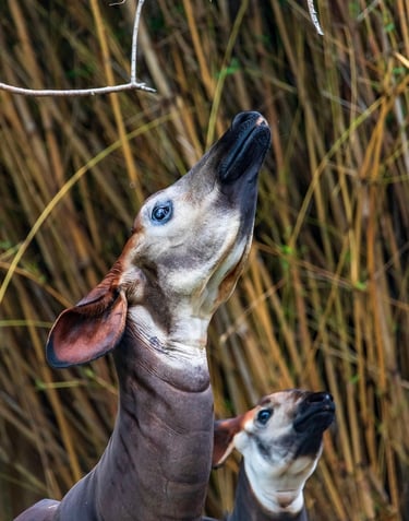Okapi using its long prehensile tongue to reach leaves