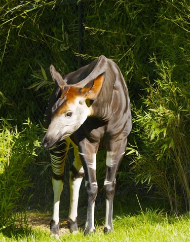 Okapi walking through dense vegetation