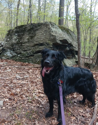 Bailey in Woodstock, NY
