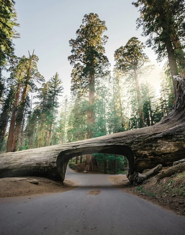 Sequoia NP