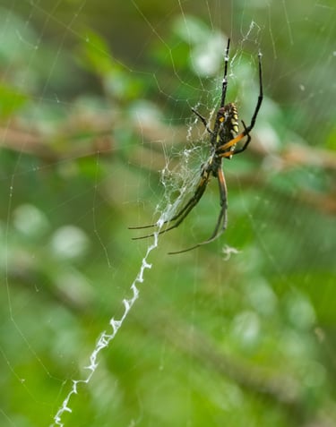 a spider - veined spider - veined spider - veined spider - vein