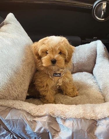 Maltipoo puppies for sale