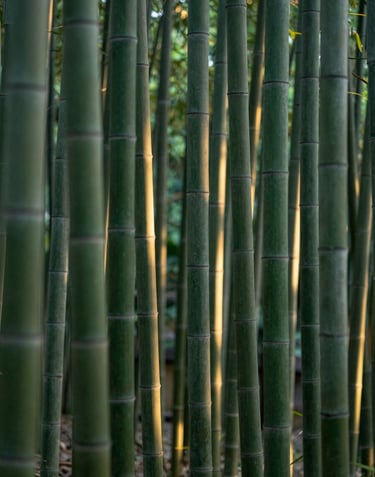 An ethereal vertical shot of a bamboo forest at dusk. Soft green and deep emerald tones dominate the palette, with light catching the natural curves of the bamboo stalks.