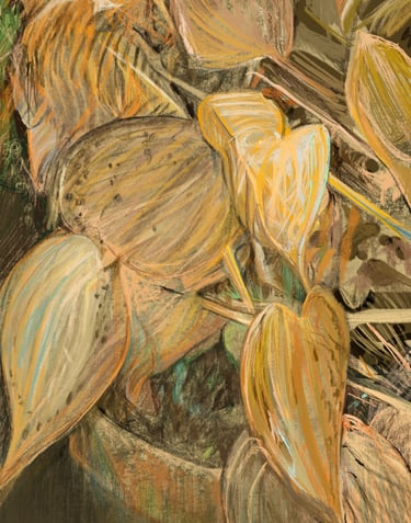Translucent death defying amber hostas