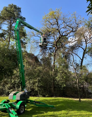 Using a lift to remove high branches on a tree