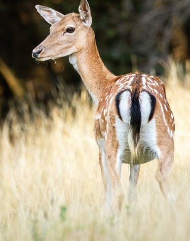 Female Fallow Deer